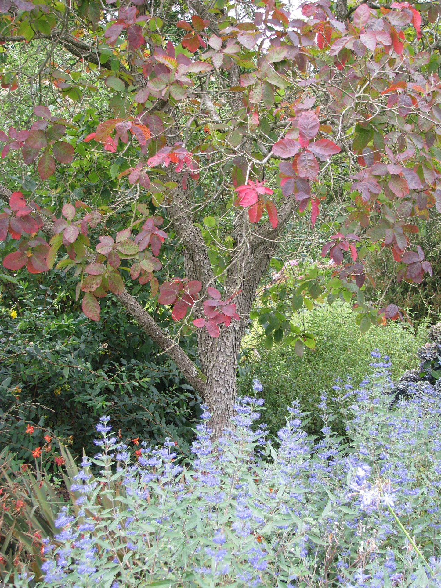 Cotinus obovatus / American smoketree