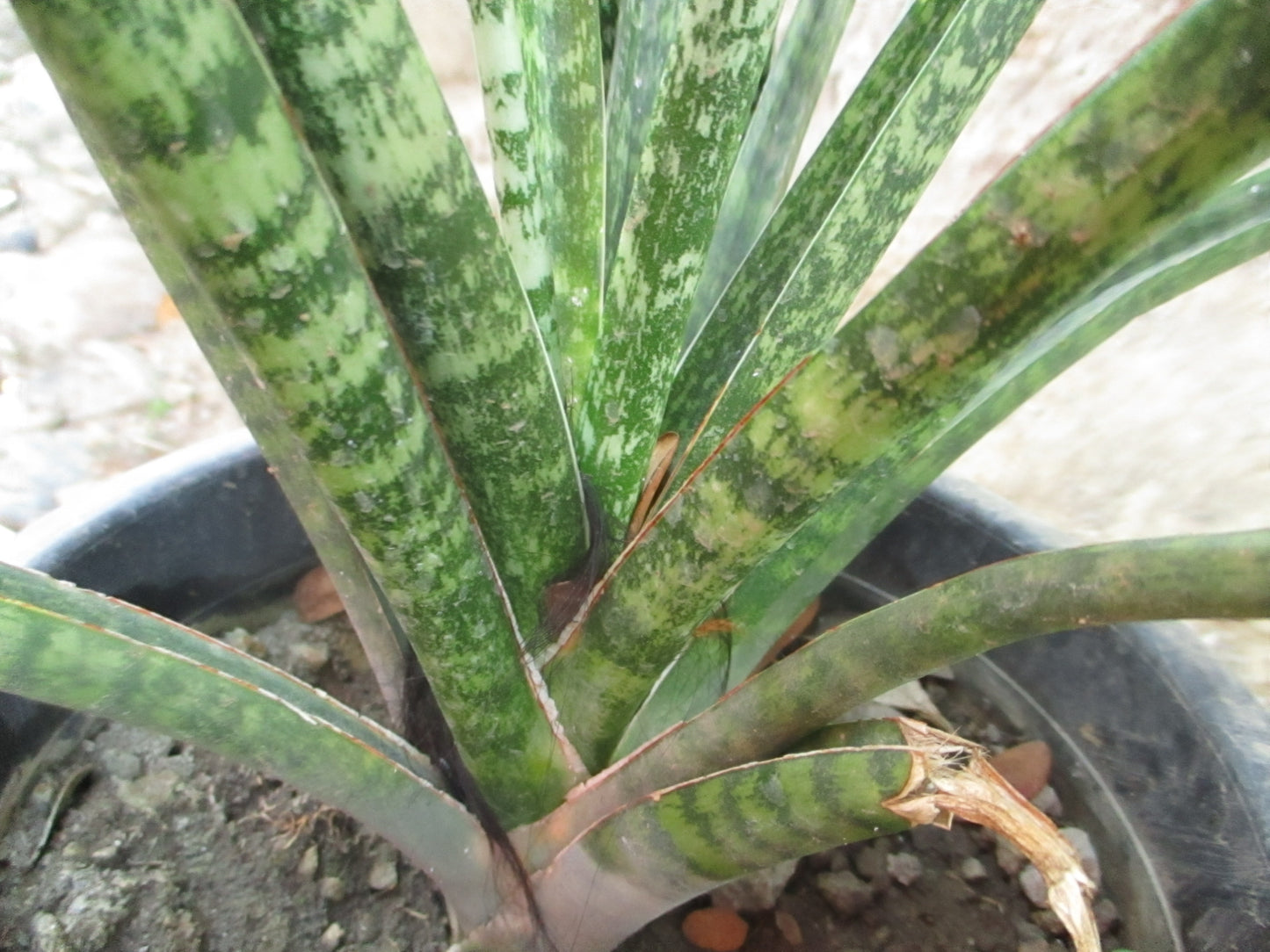Sansevieria cylindrica / Cylindrical Snake Plant