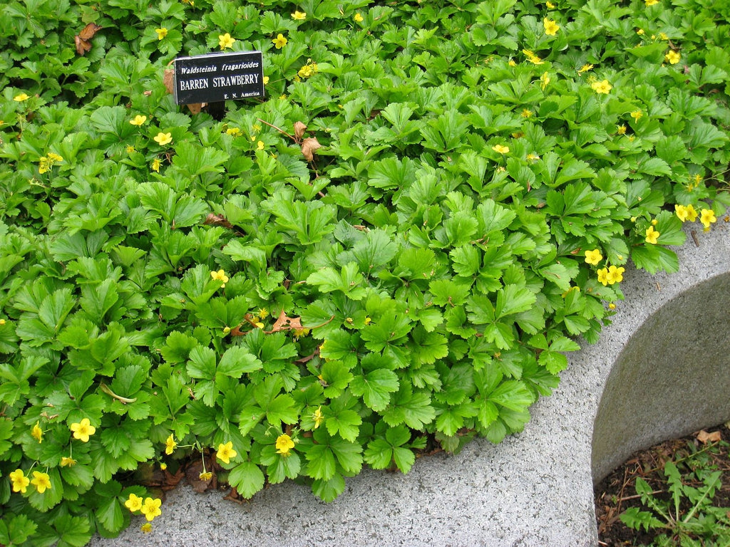 Waldsteinia fragarioides / Barren strawberry