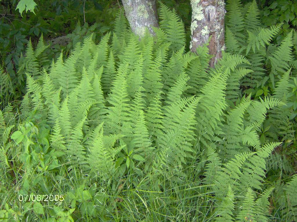 Dennstaedtia punctiloba / Hay-scented Fern