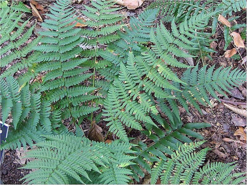 Dryopteris marginalis / Marginal Wood Fern