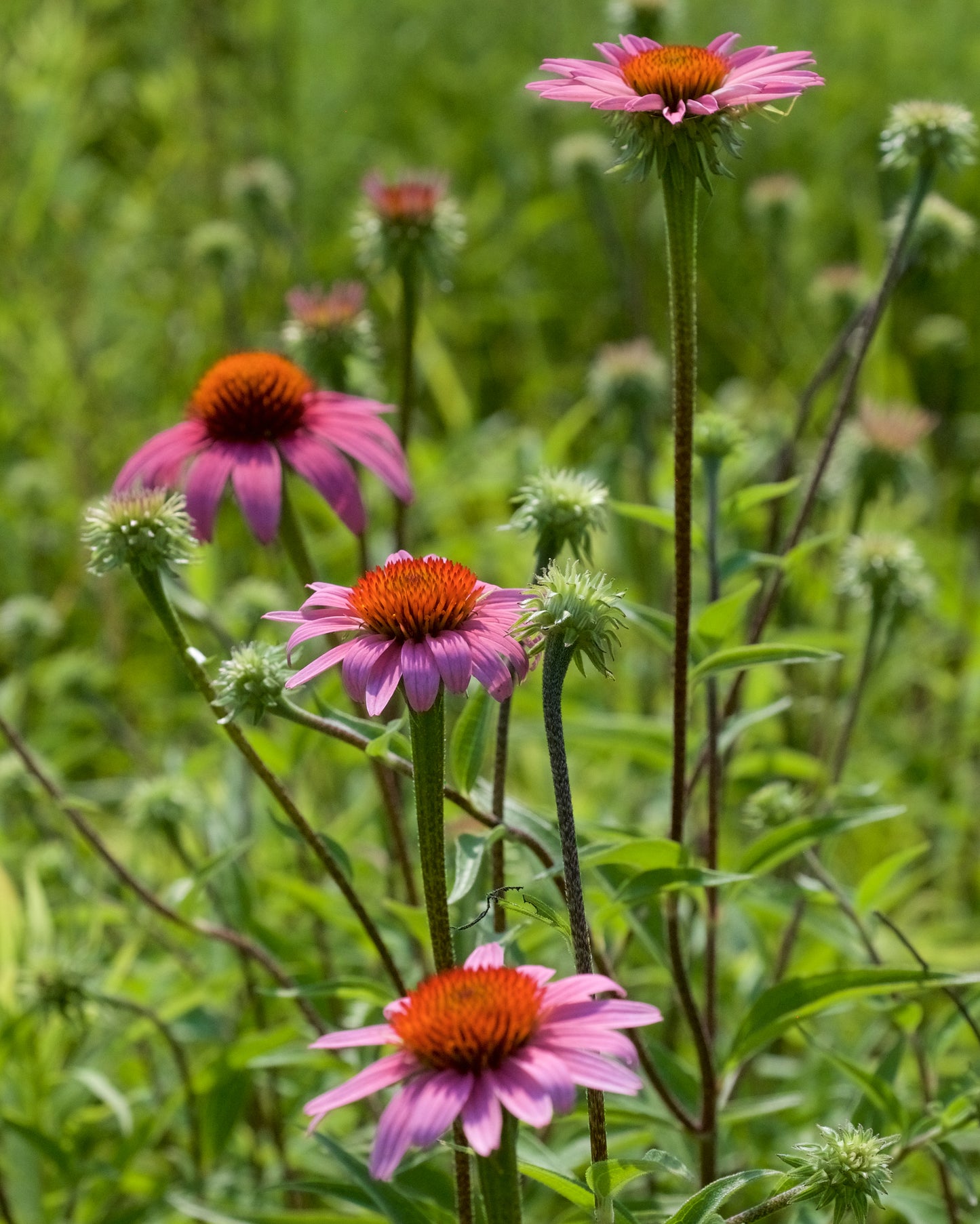 Echinacea purpurea / Purple Coneflower