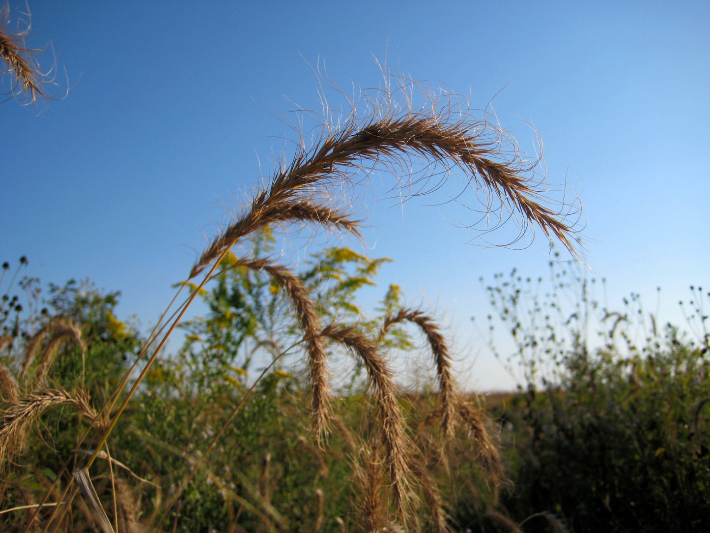 Elymus canadensis / Canada Wild Rye