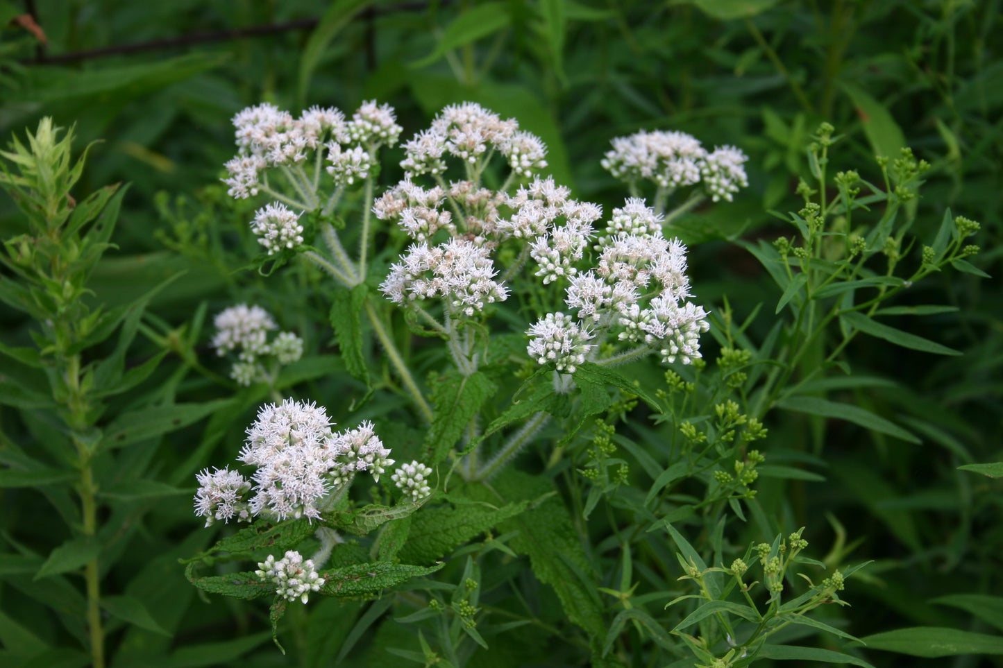 Eupatorium perfoliatum / Boneset