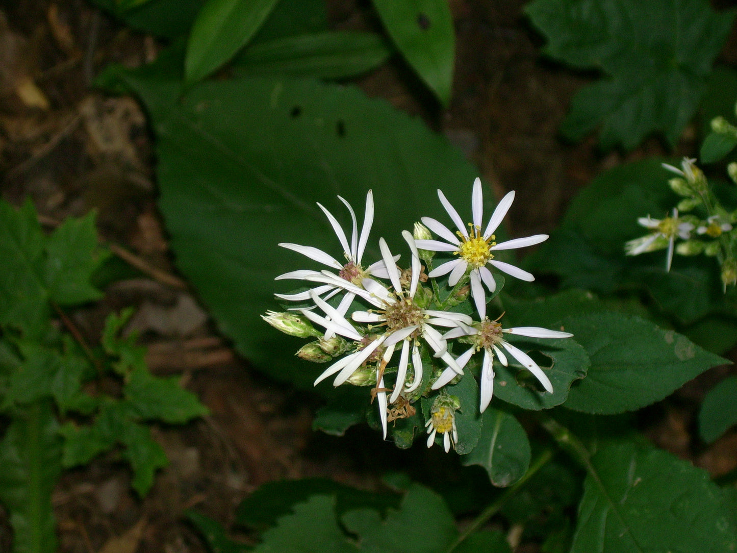 Eurybia macrophylla / Bigleaf Aster