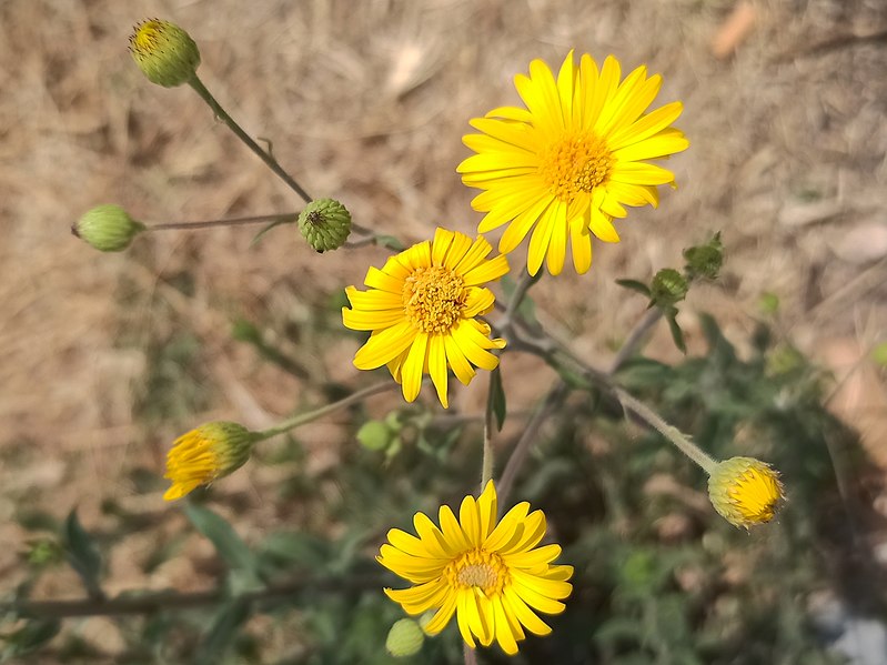 Heterotheca inuloides / Mexican Arnica
