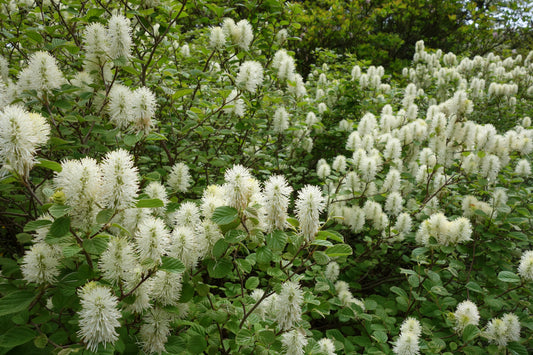 Fothergilla gardenii / Dwarf Fothergilla