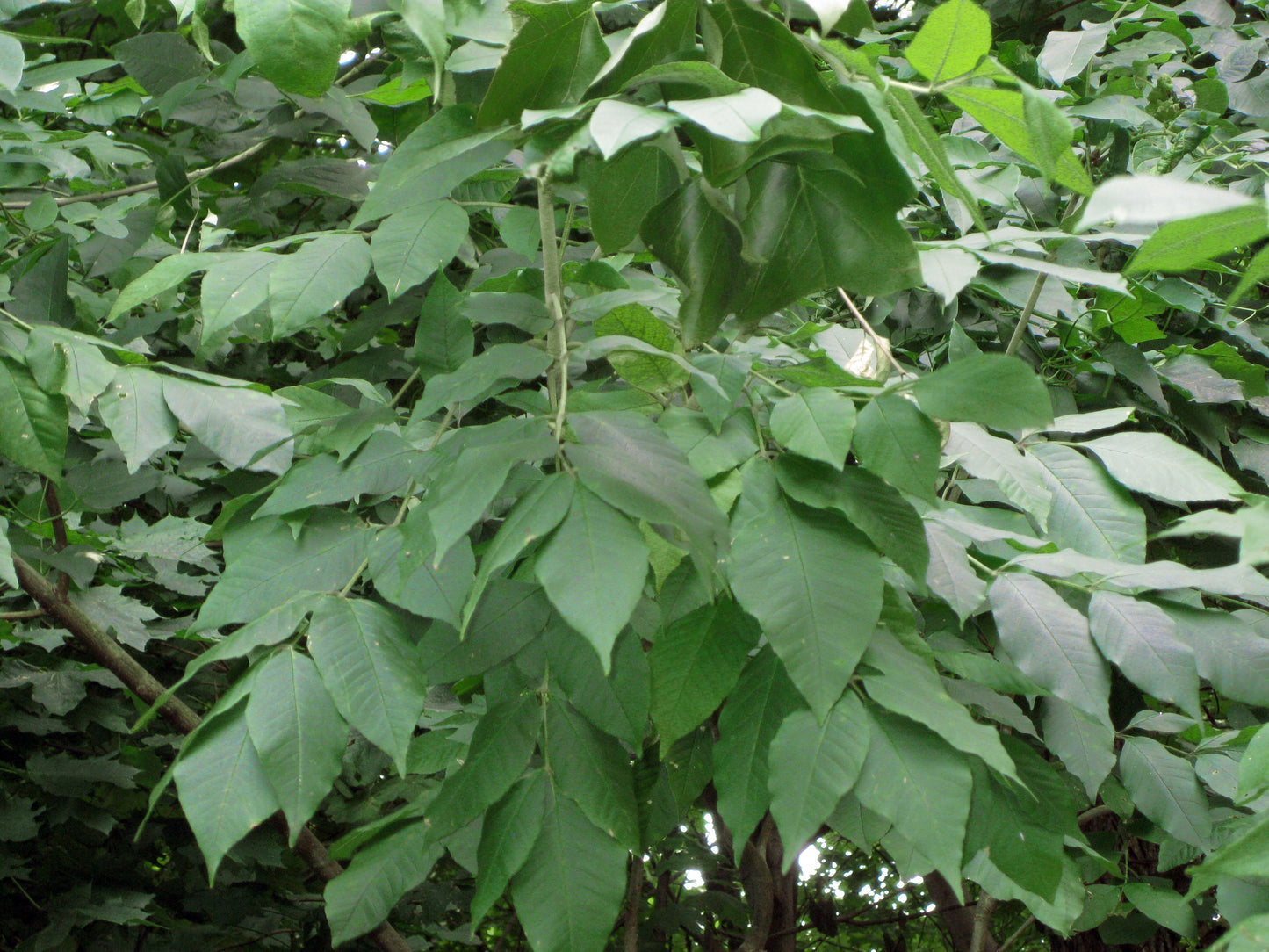 Fraxinus americana / White Ash