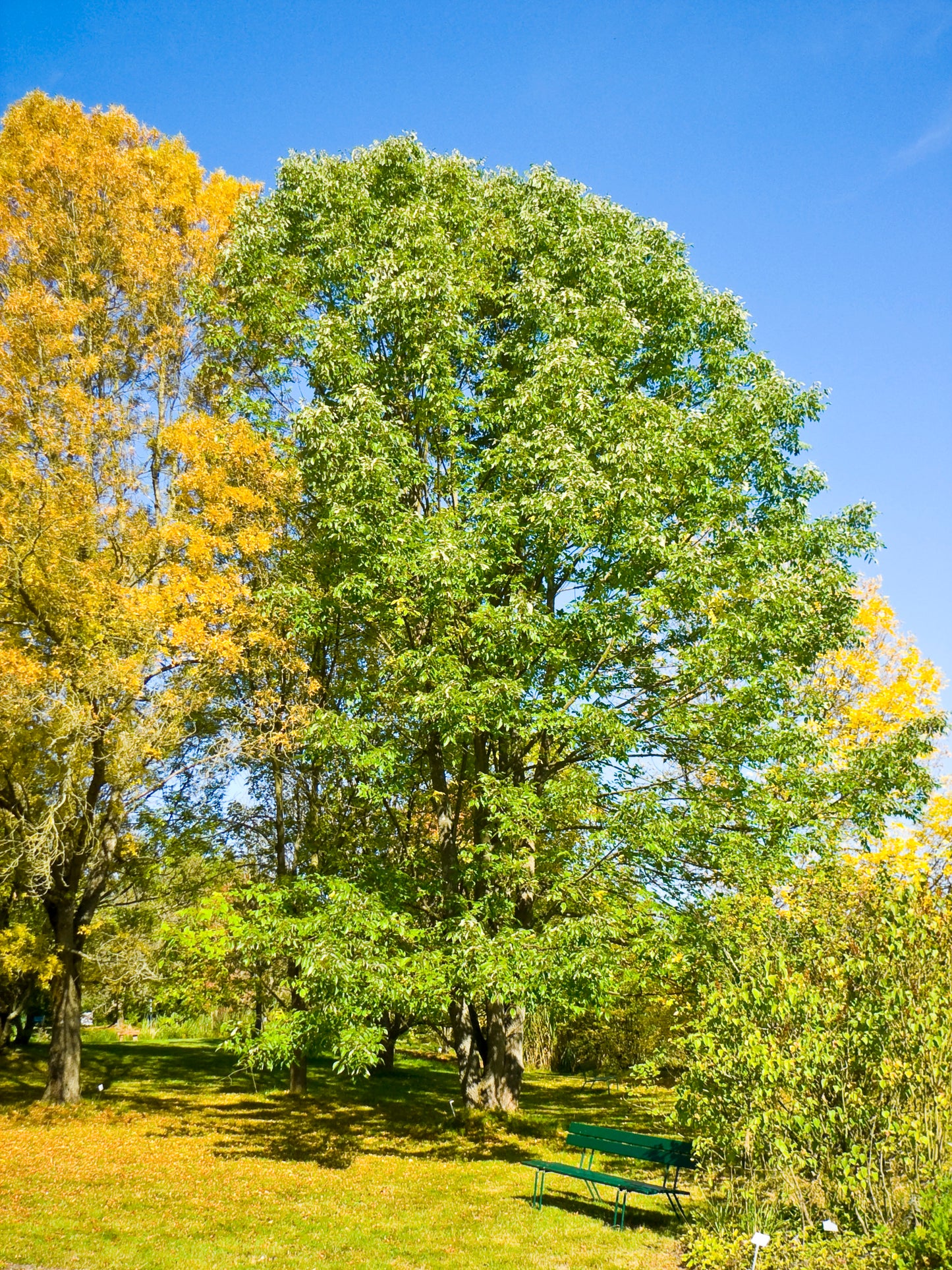 Fraxinus americana / White Ash