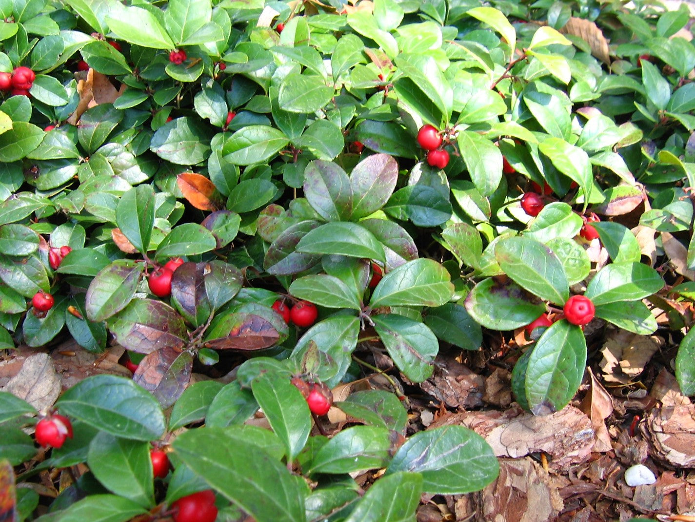 Gaultheria procumbens / Wintergreen