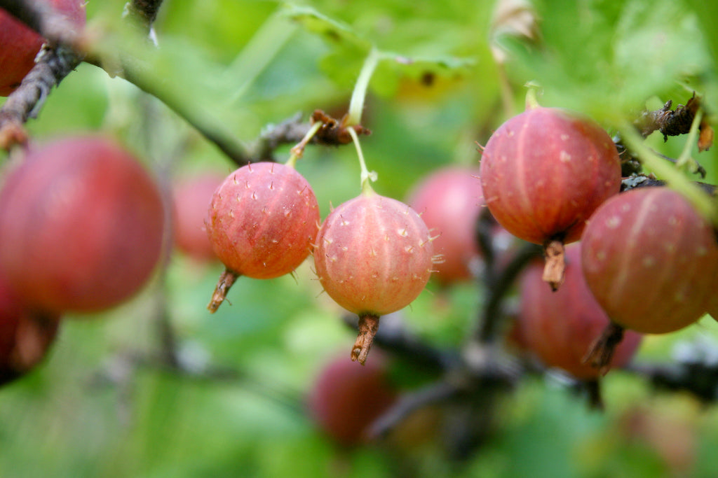 Ribes uva-crispa / 'Pixwell' Gooseberry
