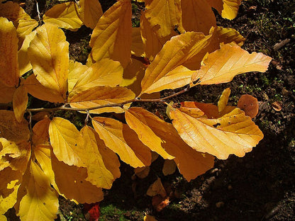 Hamamelis virginiana / Witch hazel