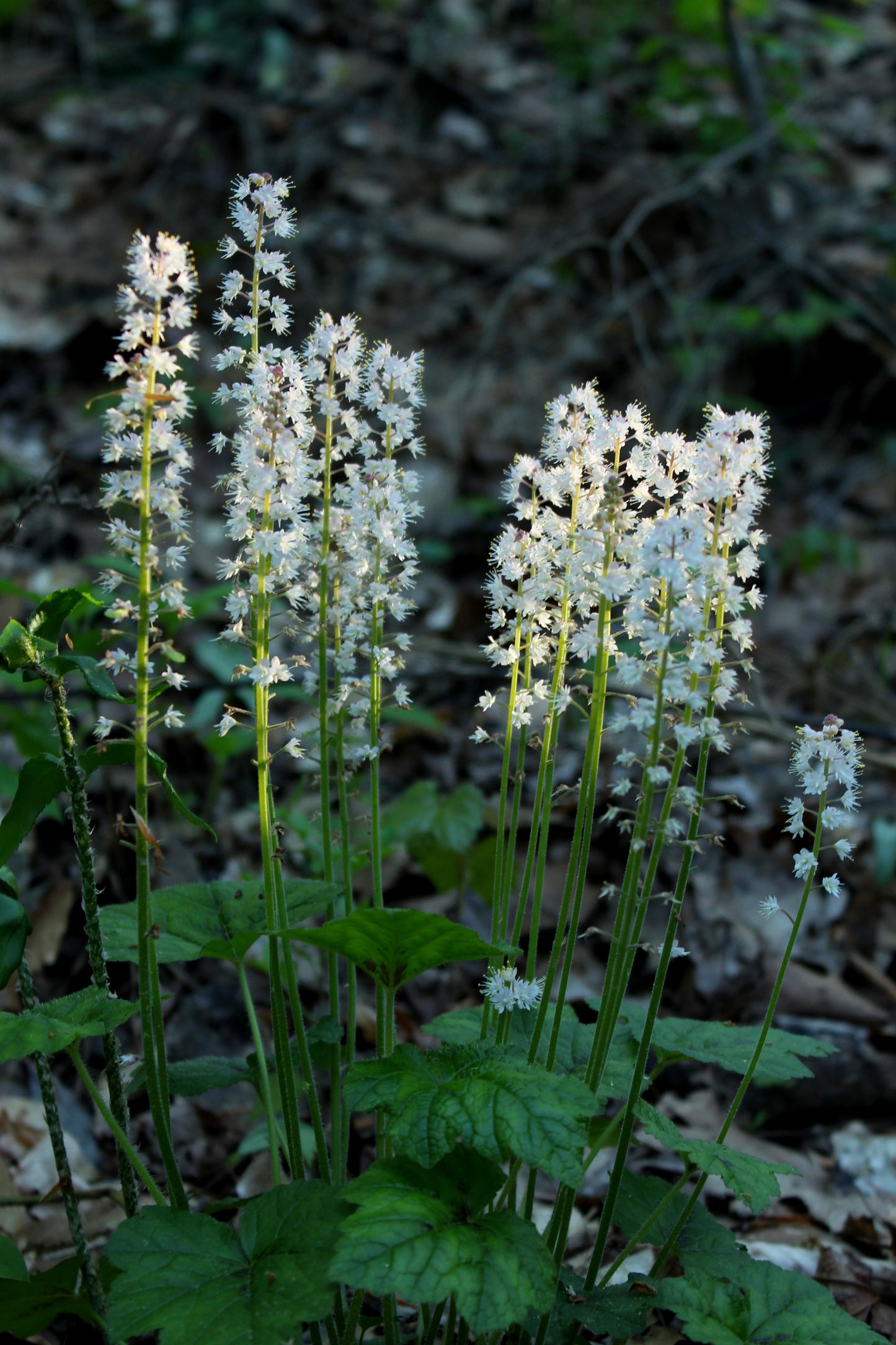 Tiarella cordifolia / Foam Flower