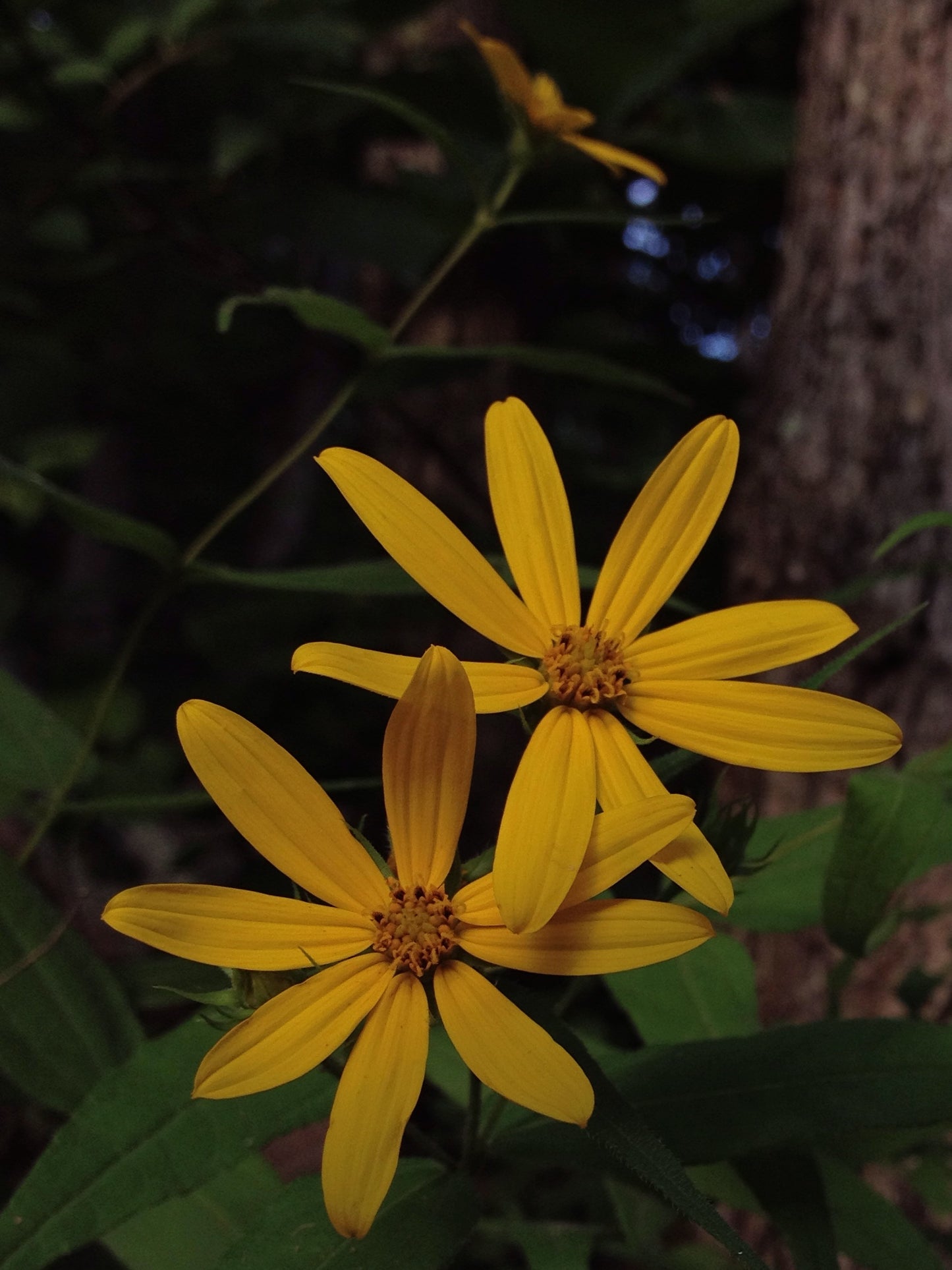 Helianthus divaricatus / Woodland sunflower