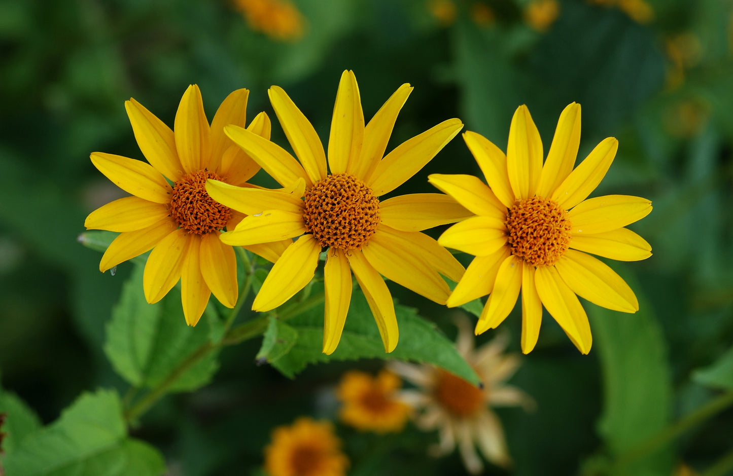 Heliopsis helianthoides / Ox-eye Sunflower