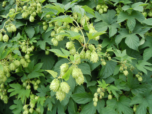Humulus lupulus / Hops - unknown variety