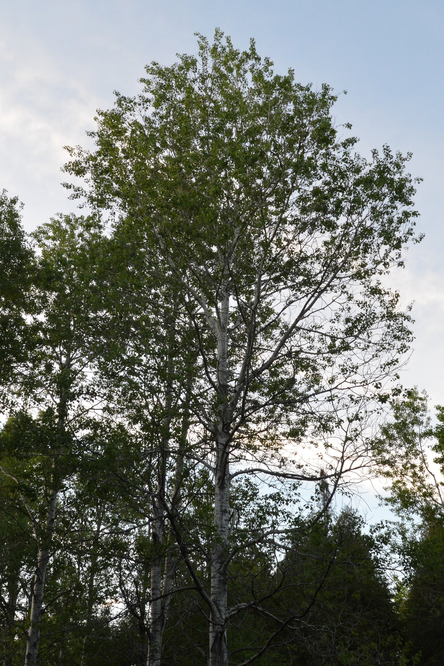 Populus deltoides x P. nigra / Hybrid Poplar
