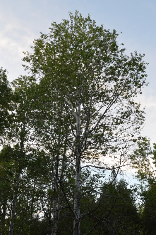 Populus deltoides x P. nigra / Hybrid Poplar