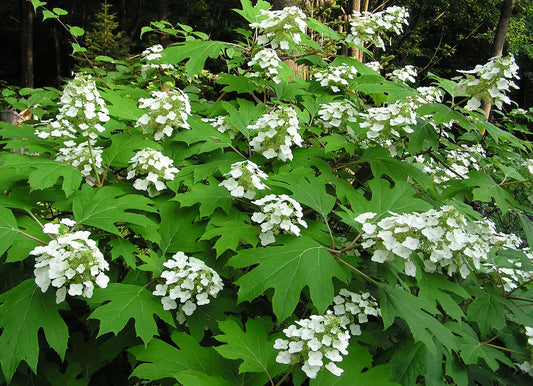 Hydrangea quercifolia 'Pee Wee' / Dwarf Oakleaf Hydrangea