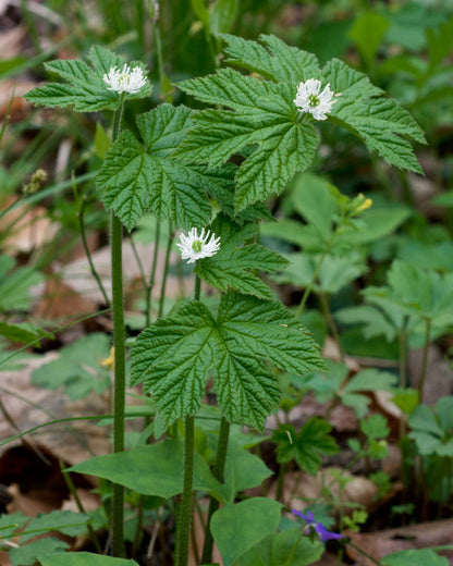 Hydrastis canadensis / Goldenseal