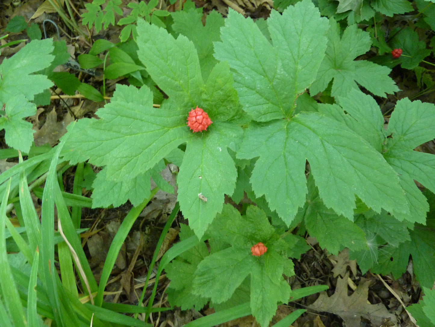 Hydrastis canadensis / Goldenseal