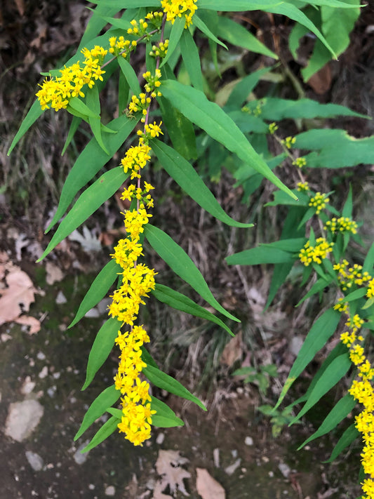 Solidago caesia / Bluestem Goldenrod