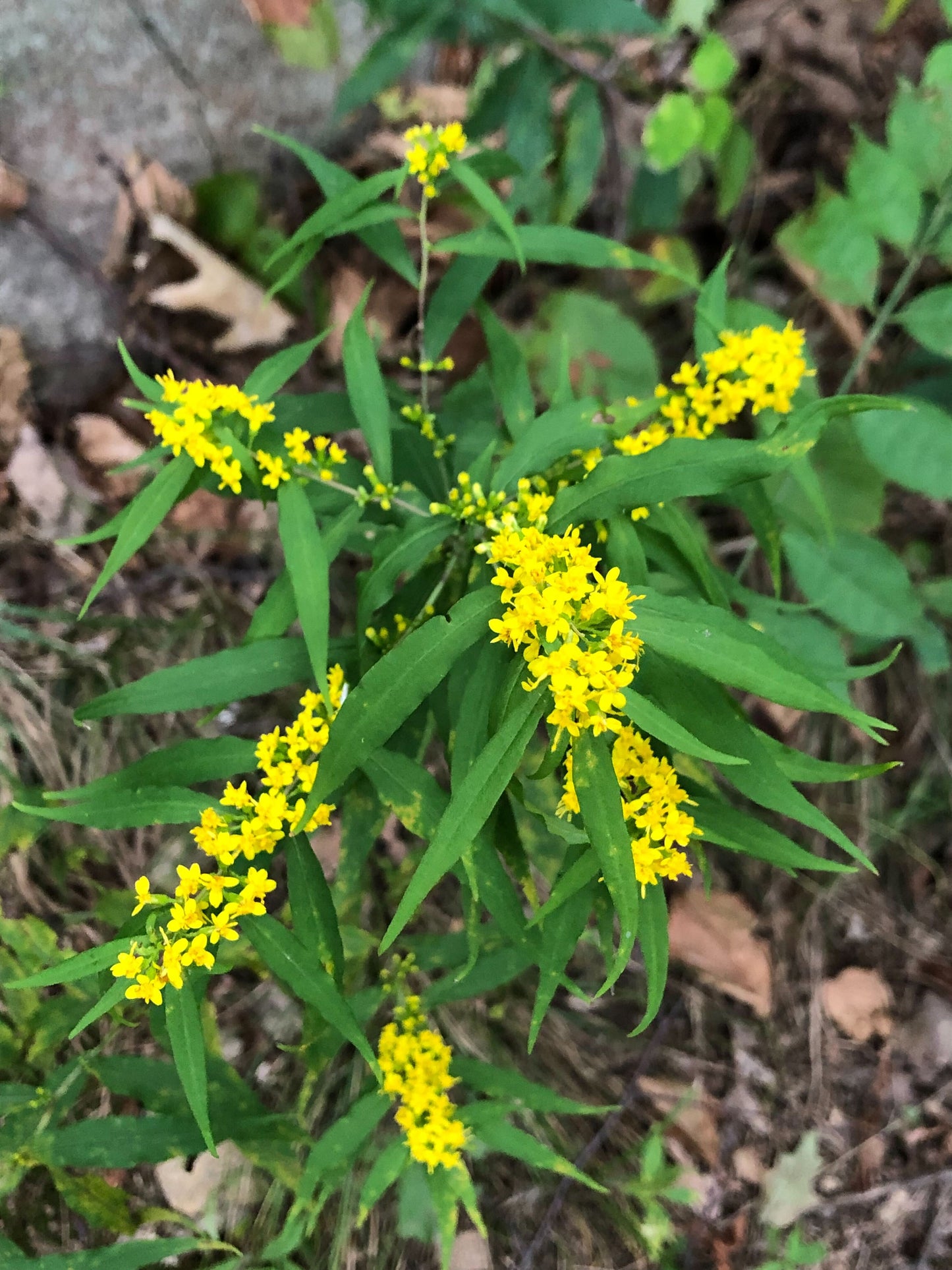 Solidago caesia / Bluestem Goldenrod