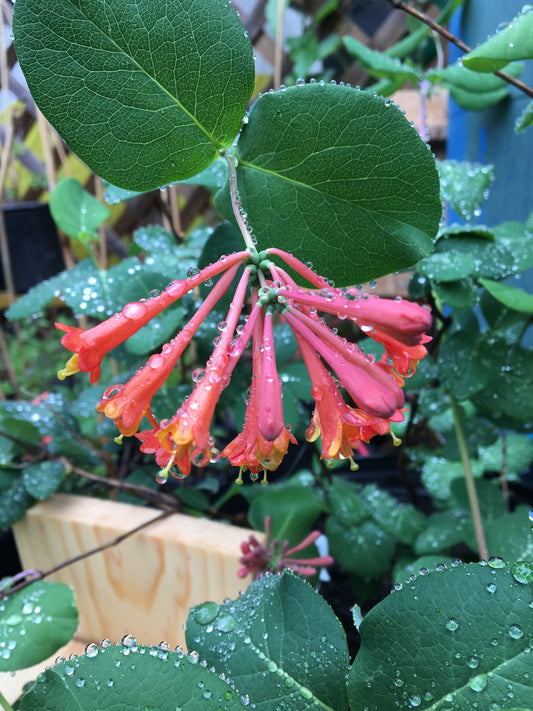 Lonicera sempervirens / Trumpet Honeysuckle 'Major Wheeler'