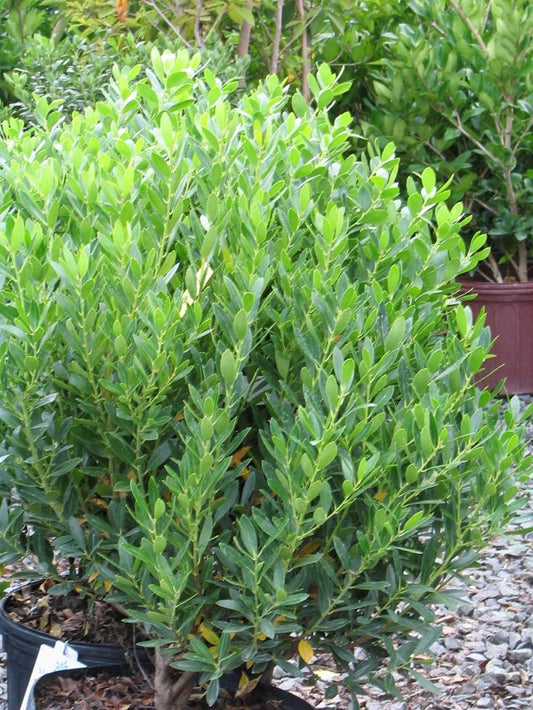 Ilex glabra 'Shamrock' / Dwarf Inkberry