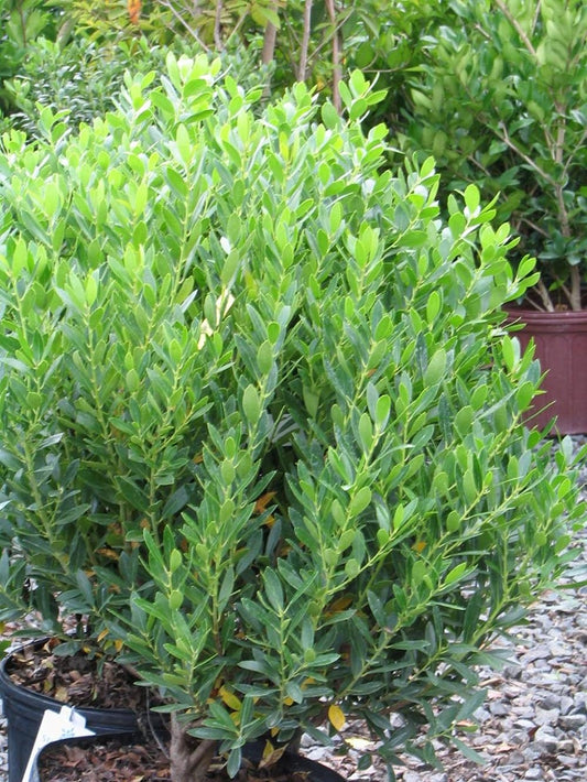 Ilex glabra / Inkberry "Compacta"