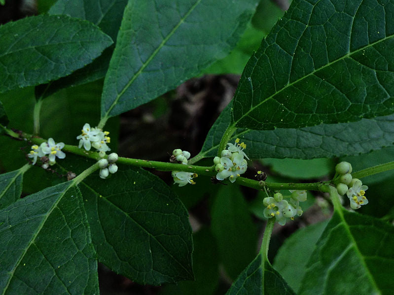Ilex verticillata / Winterberry "Southern Gentlemen"