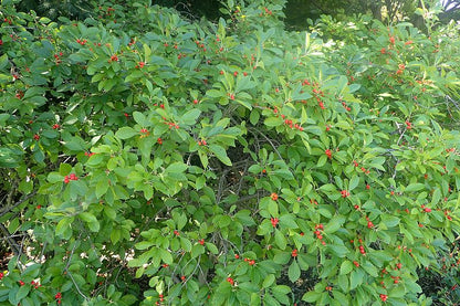 Ilex verticillata  / Winterberry "Red Sprite"