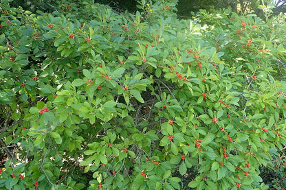 Ilex verticillata  / Winterberry 'Red Sprite'