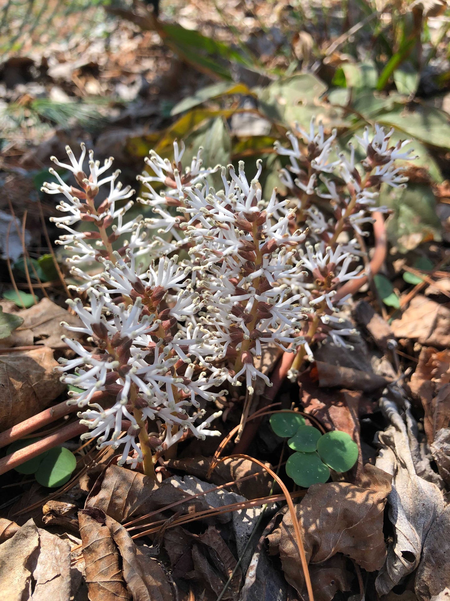 Pachysandra procumbens / Allegheny spurge