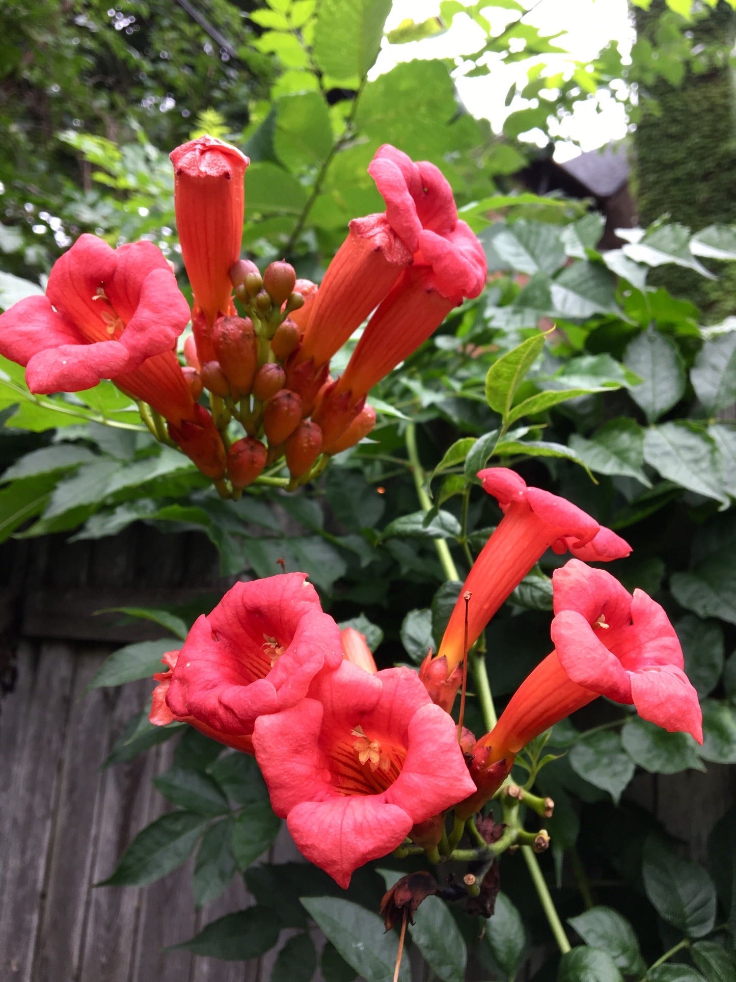 Campsis radicans / Trumpet Creeper