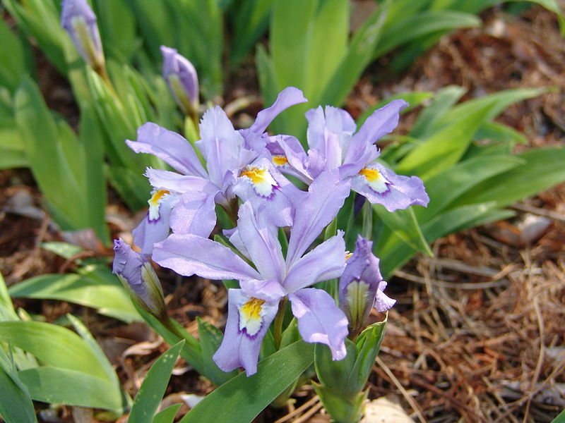 Iris cristata / Dwarf Crested Iris