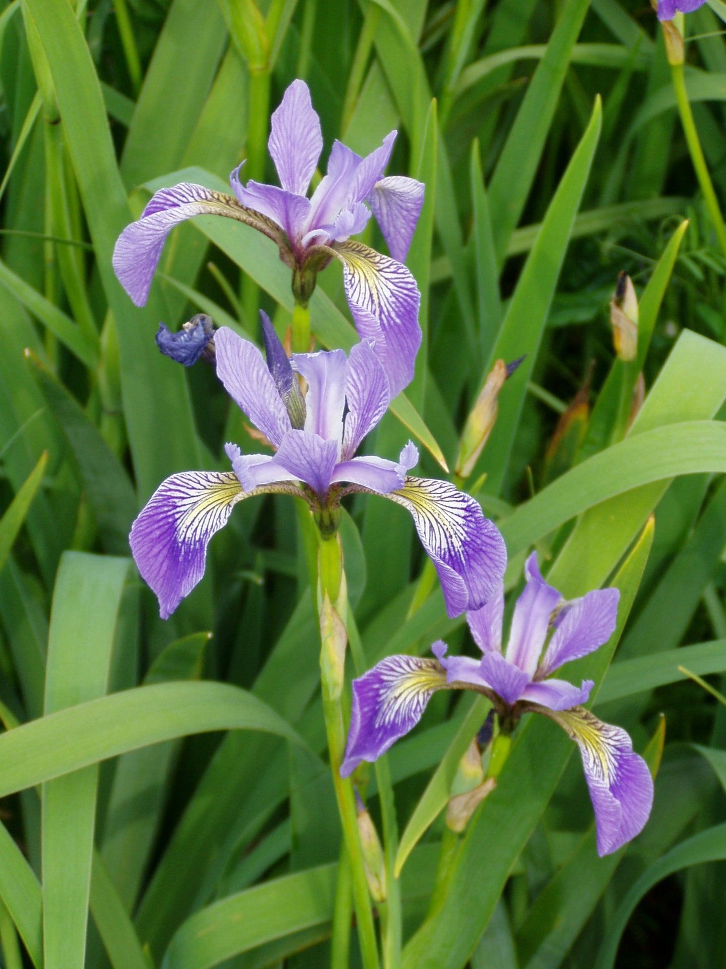 Iris versicolor #1 (Blue Flag Iris) - Scioto Gardens Nursery