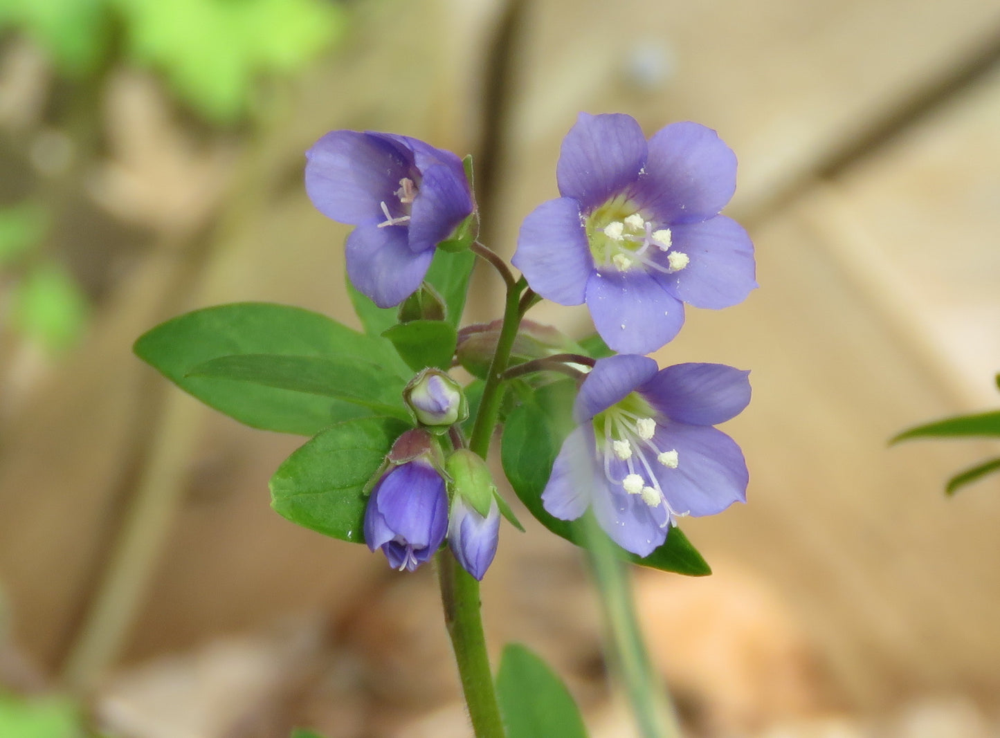 Polemonium reptans / Jacob's Ladder