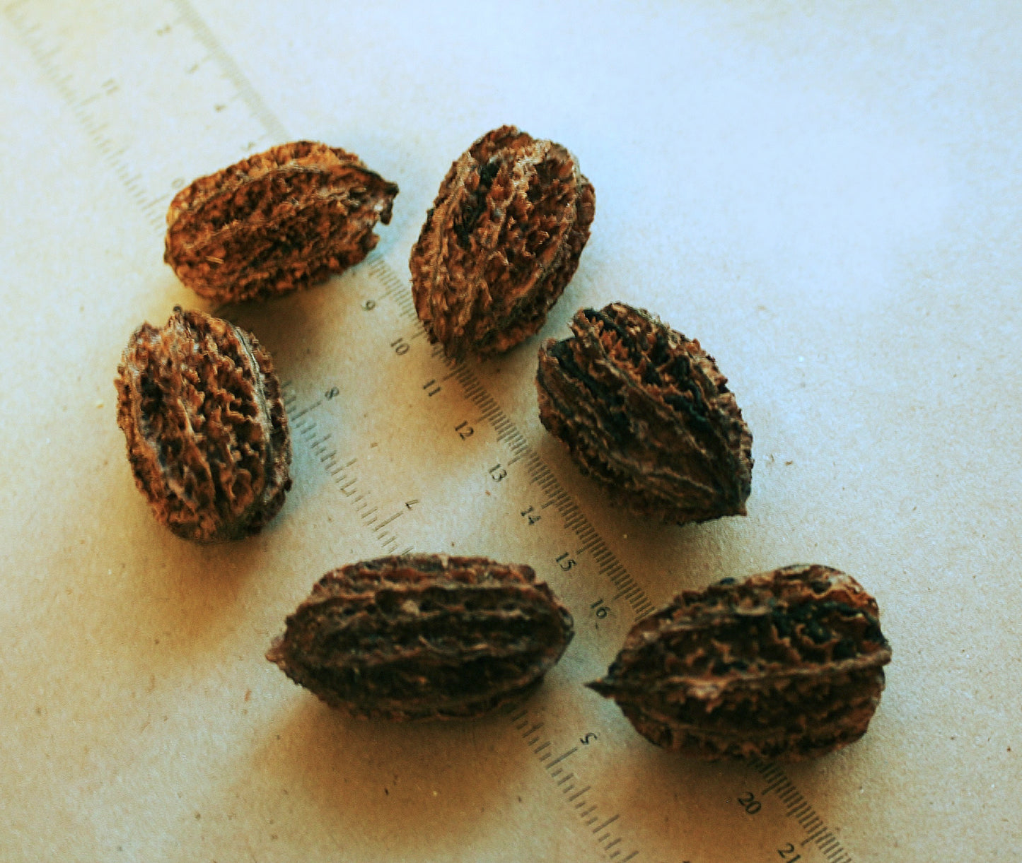 Juglans cinerea / Butternut