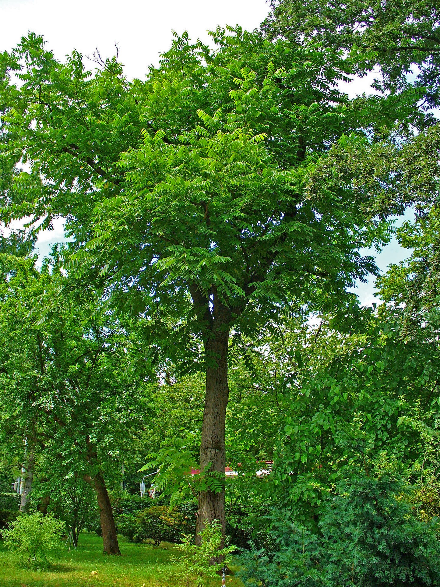 Juglans cinerea / Butternut