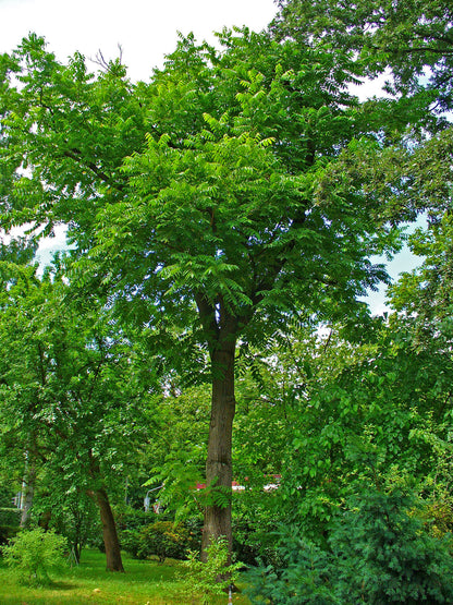Juglans cinerea / Butternut