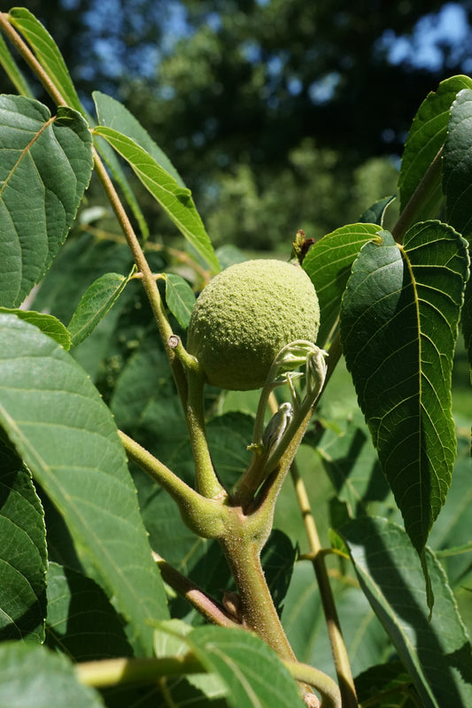 Juglans nigra / Black Walnut