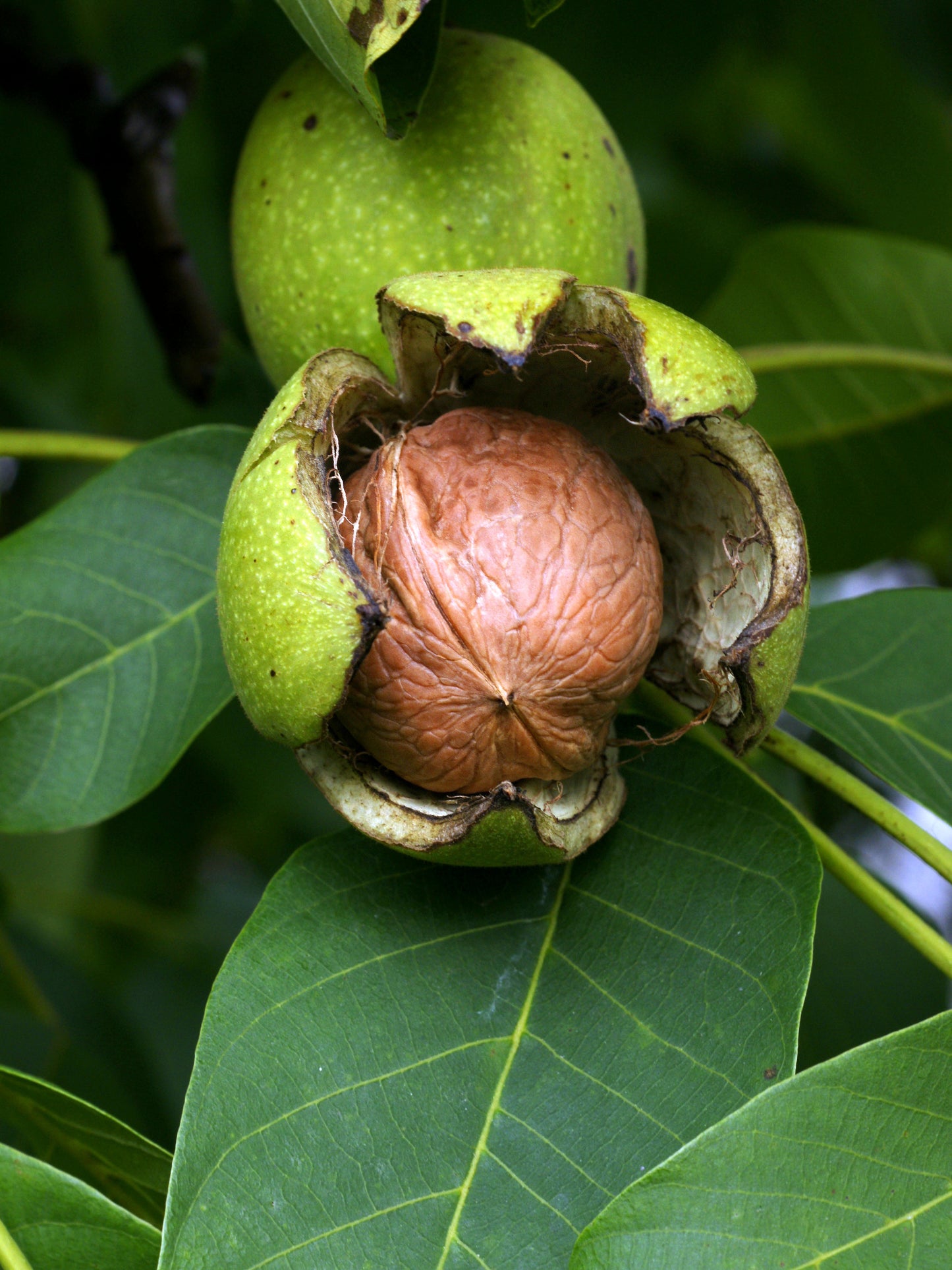 Juglans regia / English Walnut