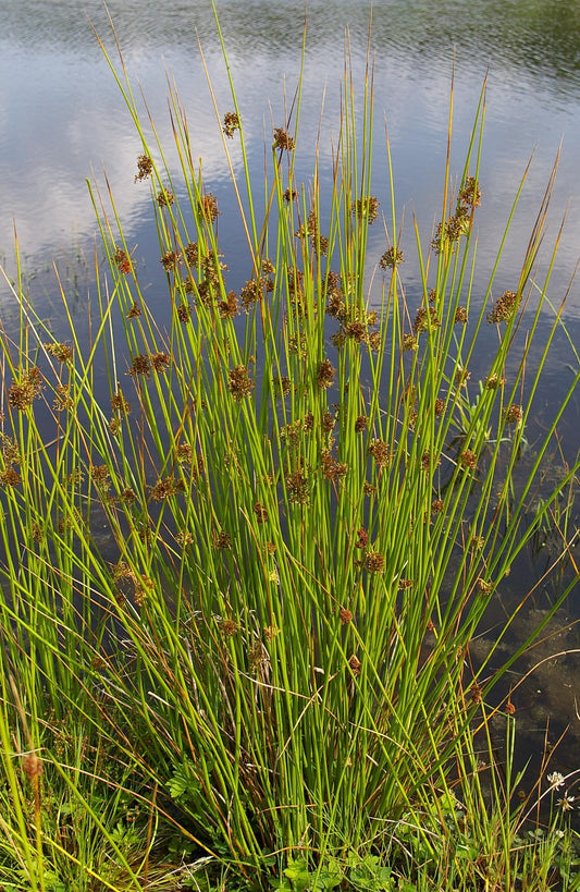 Juncus effusus / Common Rush