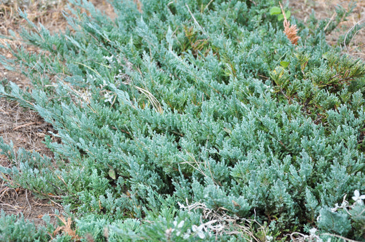 Juniperus horizontalis / Creeping Juniper 'Wiltonii'