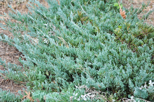 Juniperus horizontalis 'Bar Harbor' / Creeping Juniper