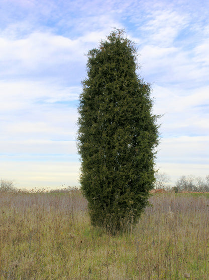 Juniperus virginiana / Eastern Red Cedar