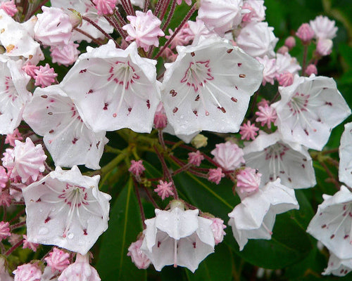 Kalmia latifolia / Mountain Laurel ‘Olympic Fire’