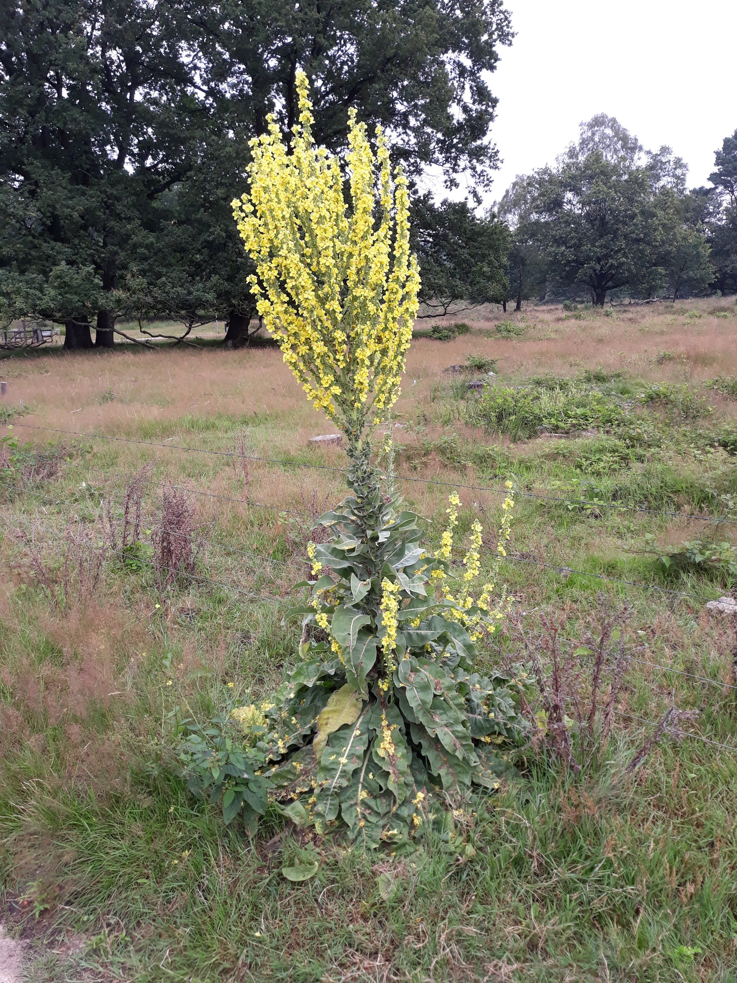 Verbascum olympicum / Olympic Mullein