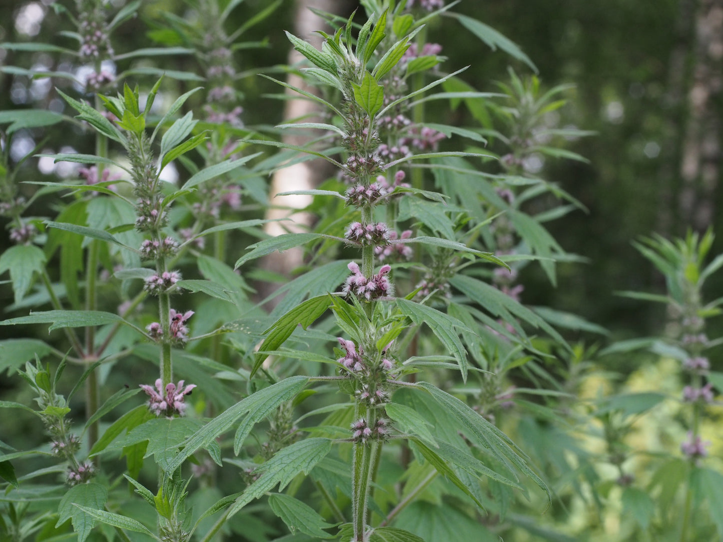 Leonurus cardiaca / Motherwort